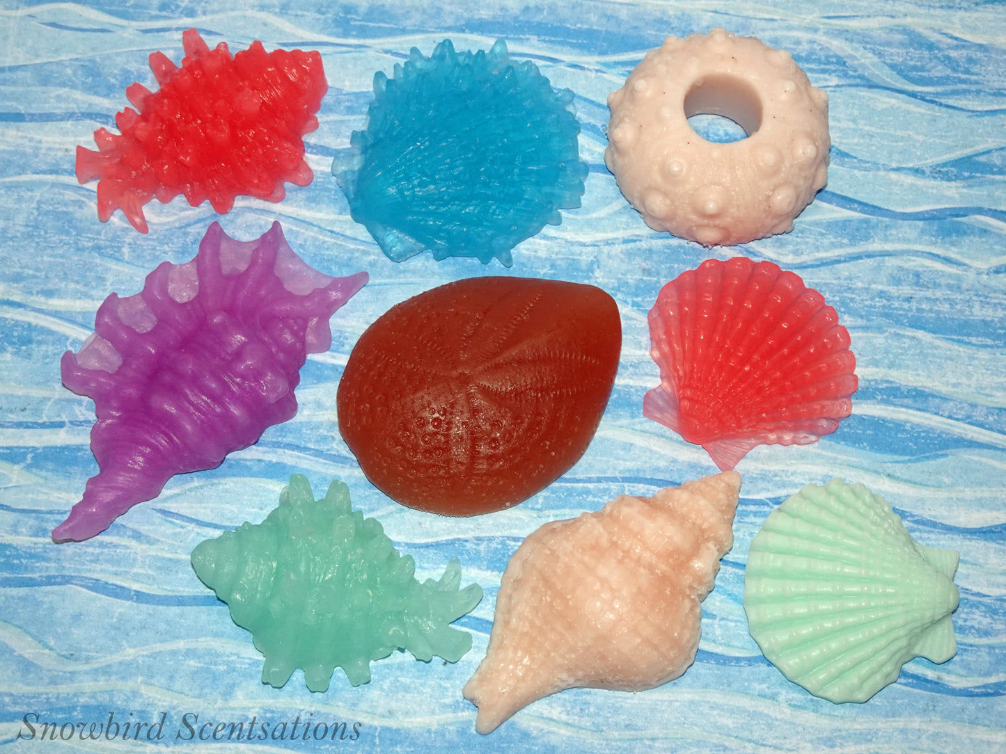 Shells Set of 7
