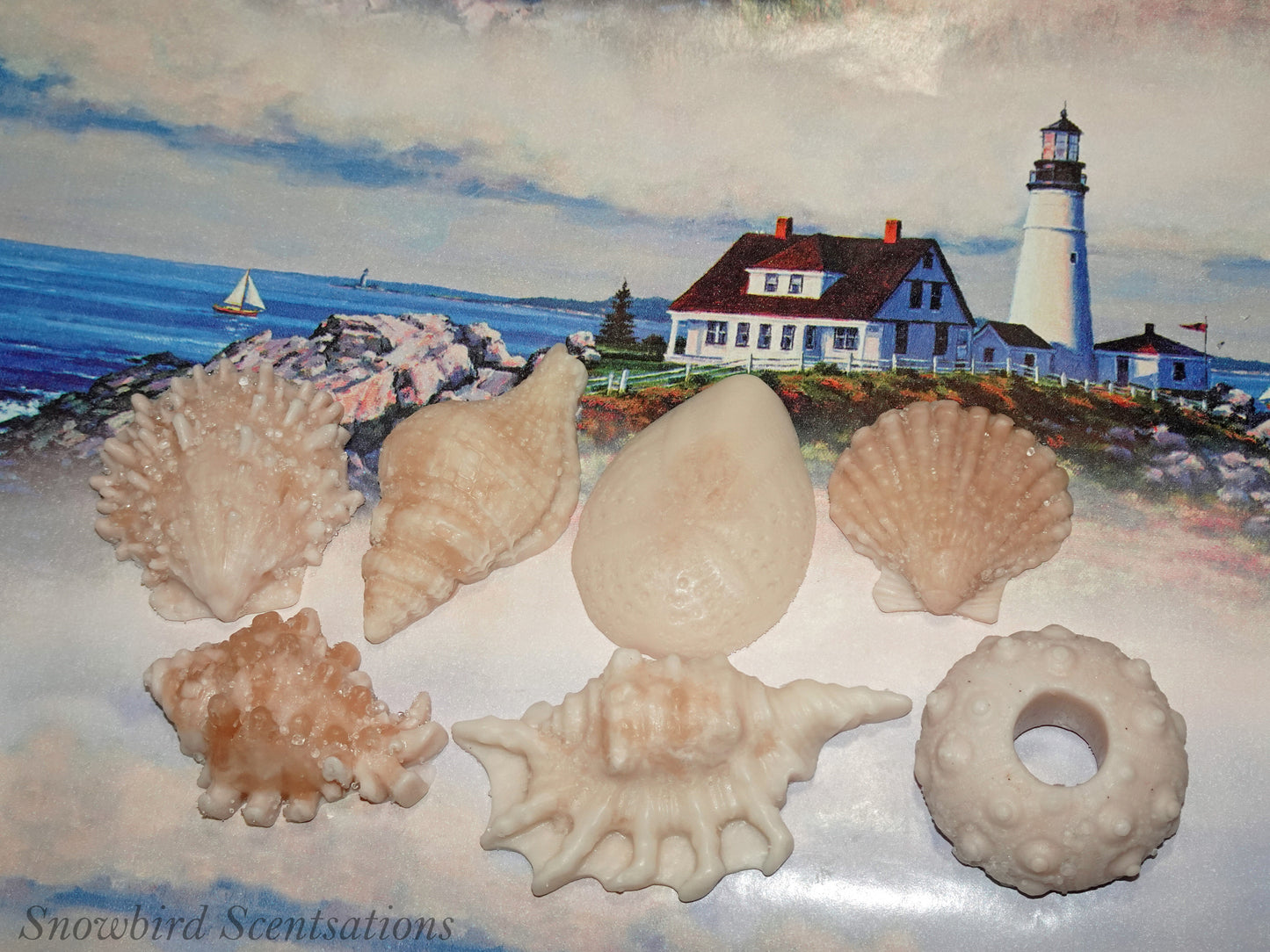 Shells Set of 7
