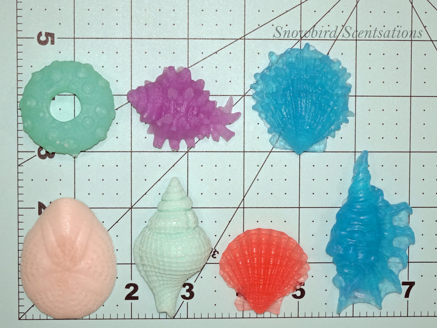 Shells Set of 7
