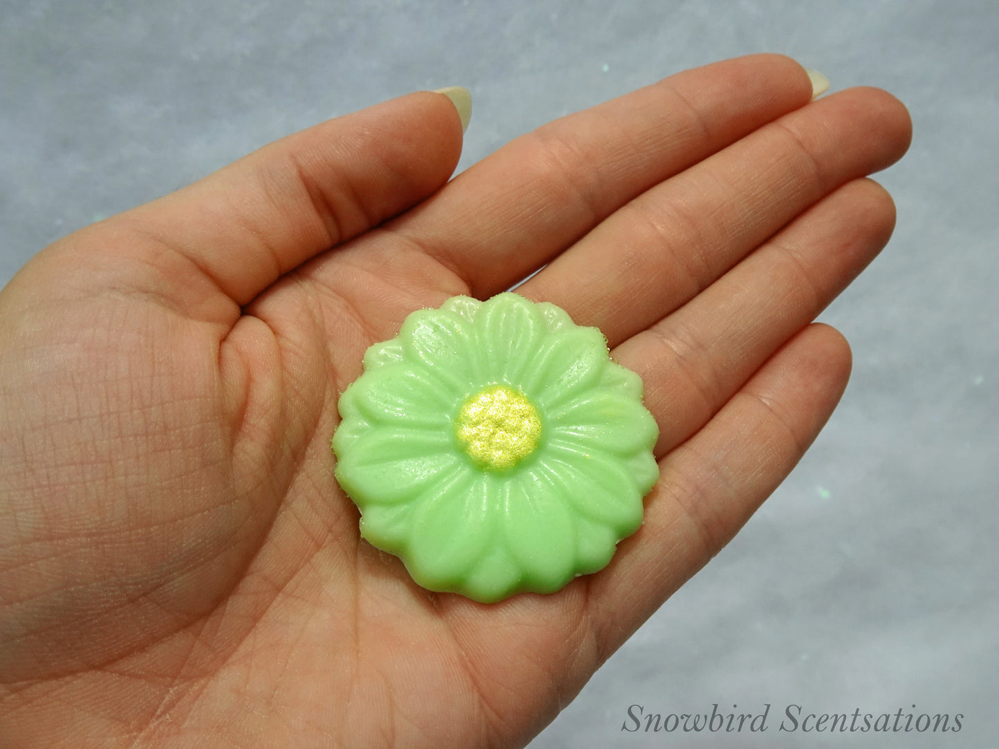 Daisy A (Painted or Solid)