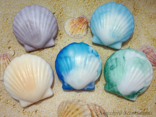Seashell (2-Tone)