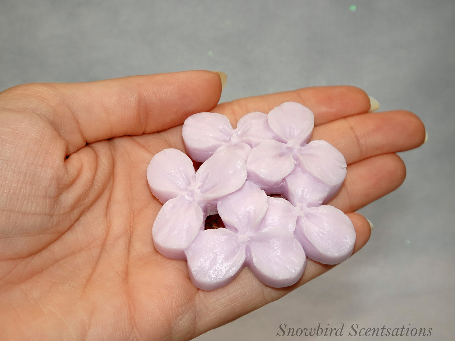 Hydrangea (Solid)